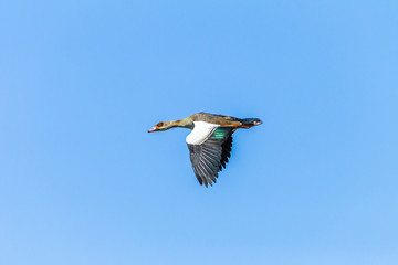 Bird Flying Egyptian Goose Mid Flight 