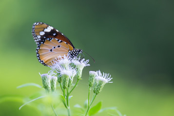 The Plain Tiger  butterfly sitting on the flower plant with a nice soft background in its natural habitat