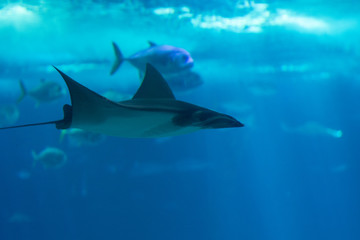 stingray ocean life