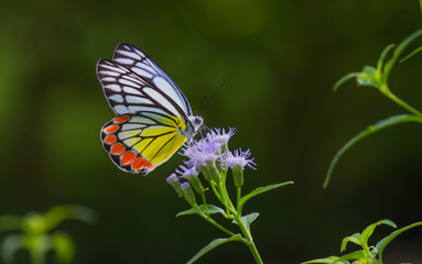 Beautiful Indian Jezebel Butterfly sitting on the flower plant in its natural habitat
