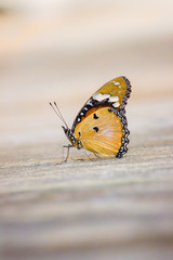 The Plain Tiger  butterfly sitting on the flower plant with a nice soft background