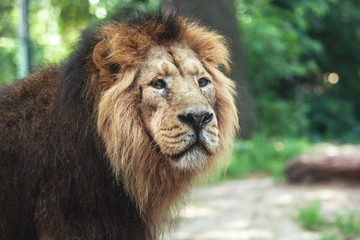 portrait of a large beautiful lion