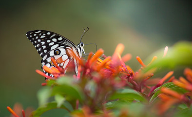 The Common Lime Butterfly sitting on the flower plants in its natural habitat with a nice soft blurry background.