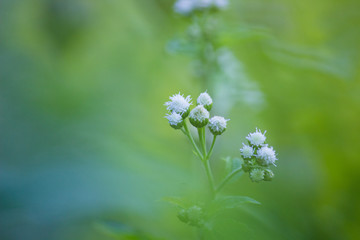 A flower, sometimes known as a bloom or blossom, is the reproductive structure found in flowering plants. The biological function of a flower is to effect reproduction.