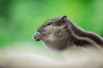 A Squirrel on the tree trunk looking curiously in its natural habitat with a nice soft green blurry background.
