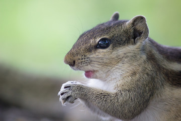 A Squirrel on the tree trunk looking curiously in its natural habitat with a nice soft green blurry background.
