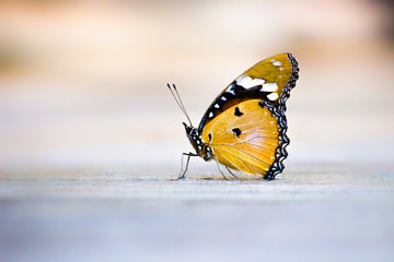 Fototapeta na wymiar The Plain Tiger butterfly sitting on the ground with a nice soft background in its natural habitat