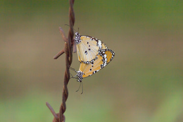 The Plain Tiger  butterfly sitting on the wire and mating in a nice soft background