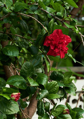 red Hibiscus flower in the garden