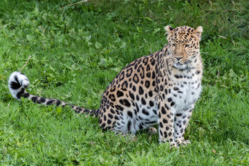 Majestic Amur Leopard