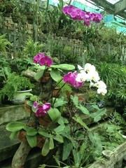 orchids in the garden