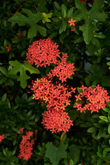 red Ixora flower in the garden