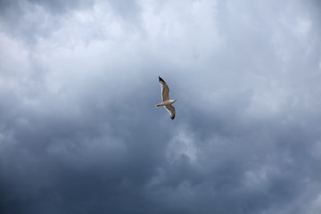The stormy sky, the white seagull under the thunderclouds