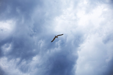 Fototapeta na wymiar The stormy sky, the white seagull under the thunderclouds