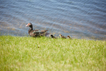 mom duck with baby chicks by lake