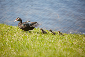 mom duck with baby chicks by lake