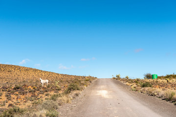 Farm landscape on road R356 between Loxton and Fraserburg