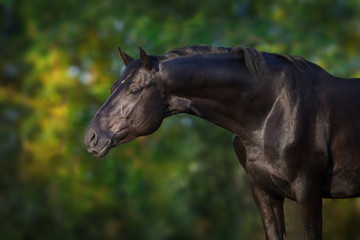 Black stallion portrait outdoor