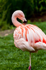 Flamingo standing on one leg while preening it's feathers