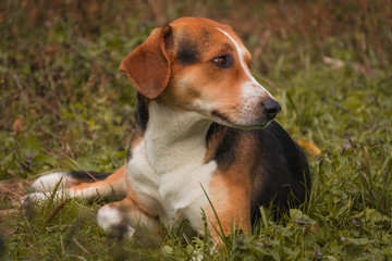 Estonian Hound. Dog lies on grass in autumn outdoor