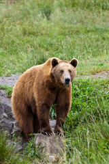 Obraz premium Brown bear on rocks in the grass looking intently