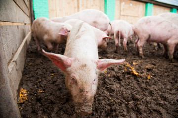 Domestic pigs on a farm