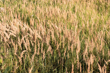 Fototapeta premium Field of dry yellow feather grass close-up. Grass bends under the wind. Green grass between the grass.