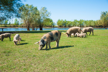Pig farm. Pigs in field