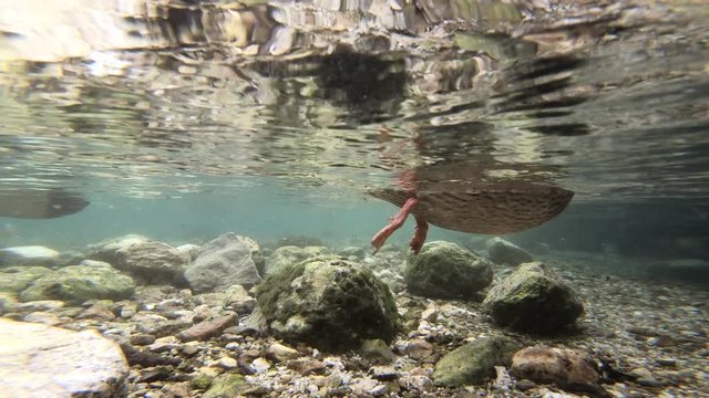 Stockenten und Saibling im Bergbach