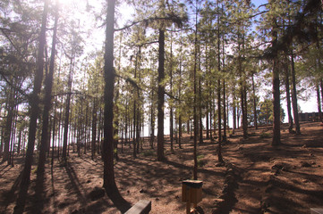 The sun entering through the forest trees