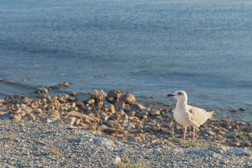 wild seagulls on a beach