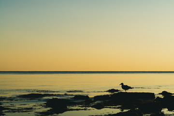Fototapeta na wymiar seagull sits on a stone by the sea at sunset