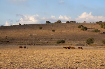 Fototapeta na wymiar The Menashe Hills