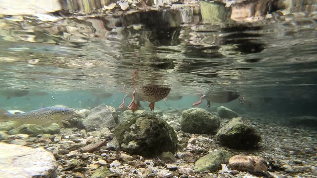 Stockenten und Saibling im Bergbach
