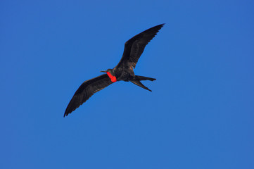 Flying frigatebird