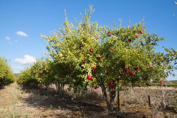 Fototapeta na wymiar Pomegranate tree plantation