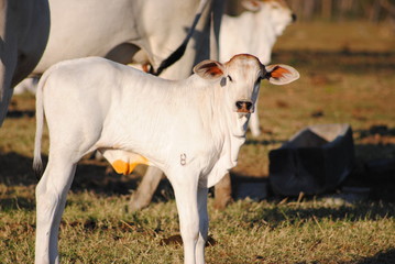 goats on the farm