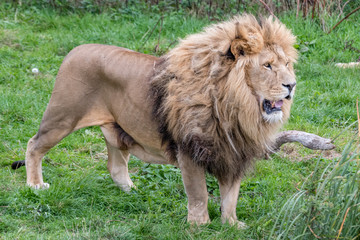 Large Male Lion