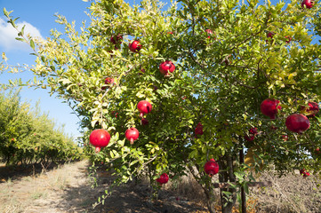 Pomegranate tree plantation