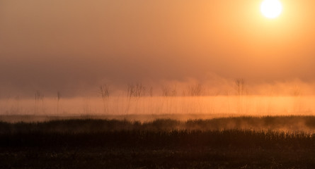Fog rising over a wetland at dawn