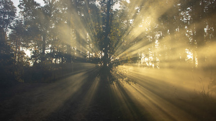 Beautiful morning scene, sun rays break through the branches of trees.