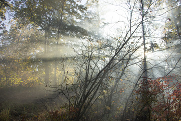 Beautiful morning scene, sun rays break through the branches of trees.