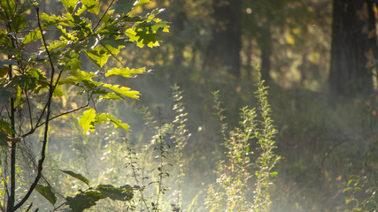 Obraz na płótnie Canvas Beautiful morning scene, sun rays break through the branches of trees.