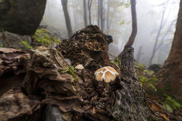 Mushrom on the tree fungi edible close up moss in the forest nature fog morning