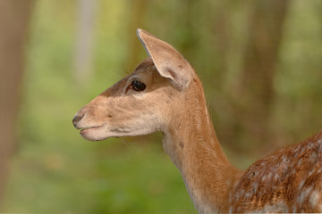 Damwild in einem Gehege