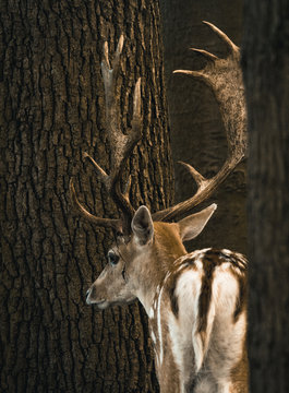 Ein Damhirsch steht vor einem Baum in einem Gehege