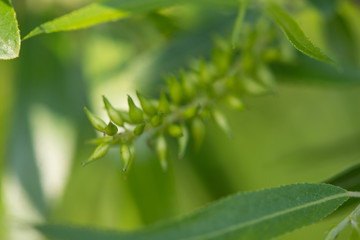 Carp Fish Swimming in Lake Redman in Loganville, Pennsylvania