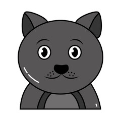 cute pet animal cat isolated image