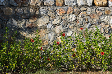 Red hibiscus plants in front of stone wall