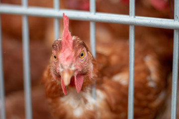 Brown chickens on a chicken farm